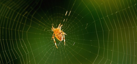 180390471 520x245 Google acquires cyber security startup Spider.io to help combat online advertising fraud