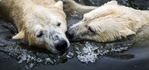 464593903 520x245 Google releases 360 degree Street View photos for the polar bear capital of the world