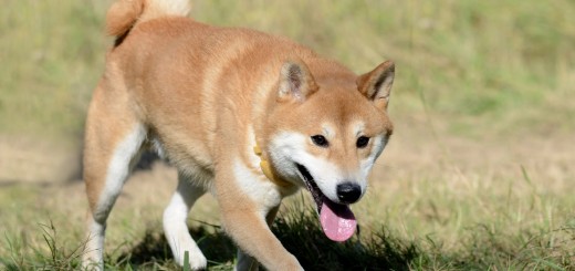 shiba