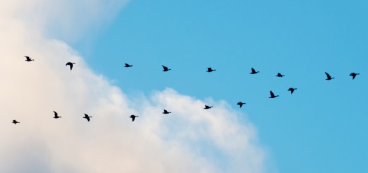 migration 520x245 Migrating your application to the cloud