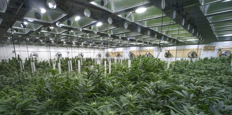 Canadian university launches online cannabis cultivation courses