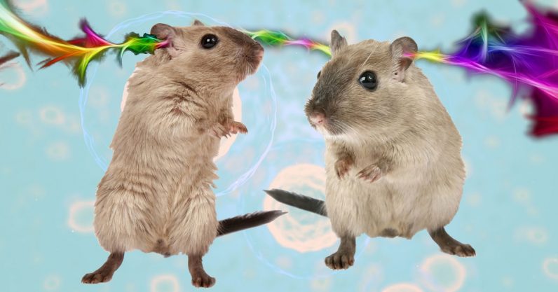 Scientists genetically modified gerbils to hear light through an implant