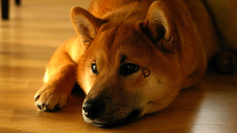  dogecoin cryptocurrency web analysts mmpower scammer researchers 