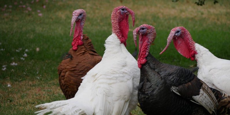  six day turkey turning options worthy waistline 