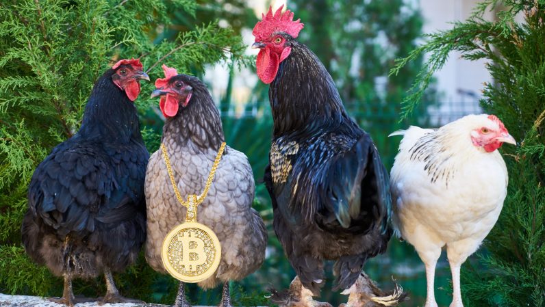  chickens blockchain free-range technology says putting early 