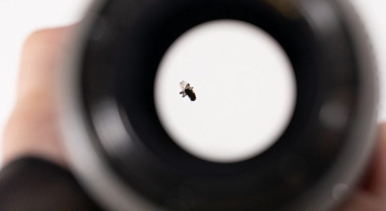 Umm, how did a fly get into this weather-sealed camera lens?