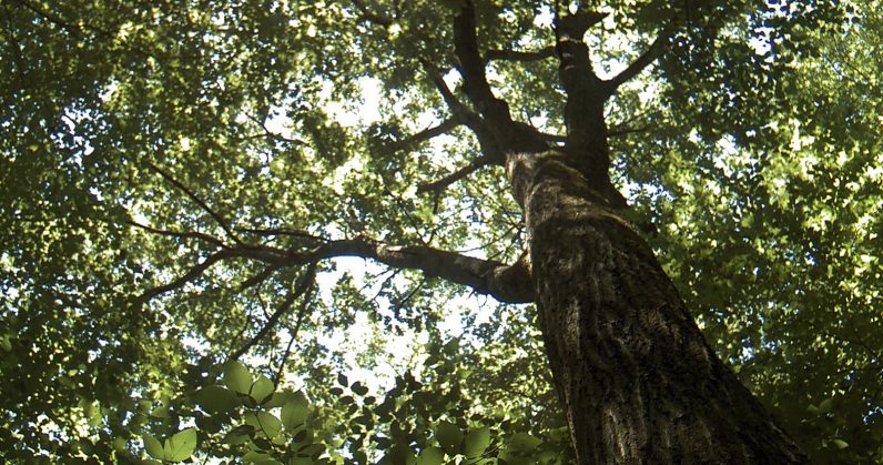 This century-old oak tree is live-tweeting climate change
