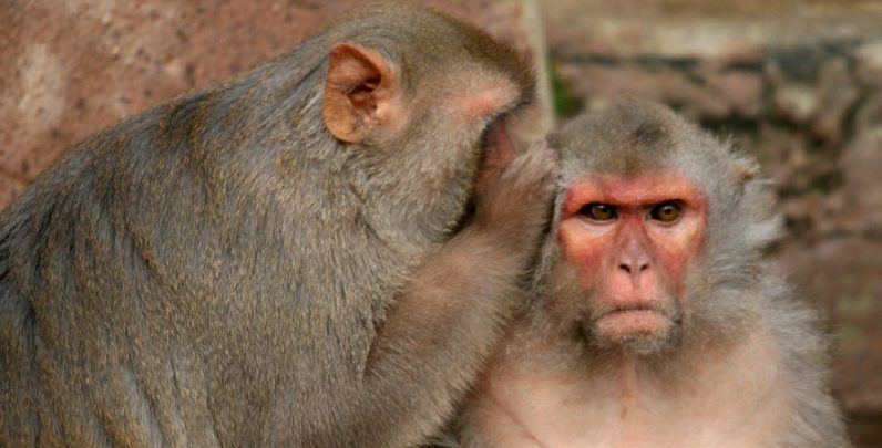 Boosting a single brain molecule reduced anxiety in lab monkeys