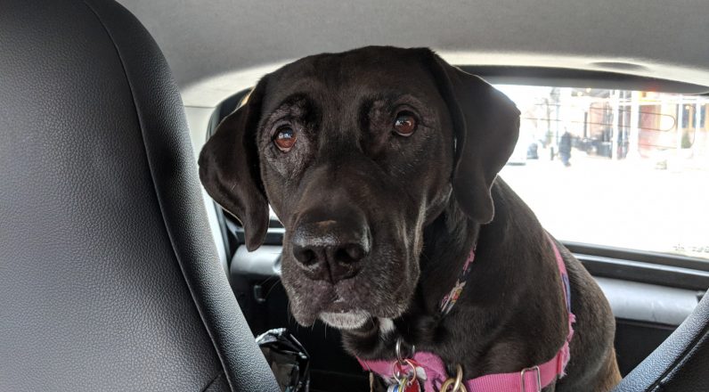 Uber is making it easier to bring pets along for the ride