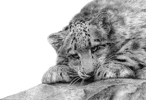 Dancey-Wood_Snow_Leopard_Cub