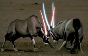 Fight! Photo from http://www.animalswithlightsabers.com/post/187878919