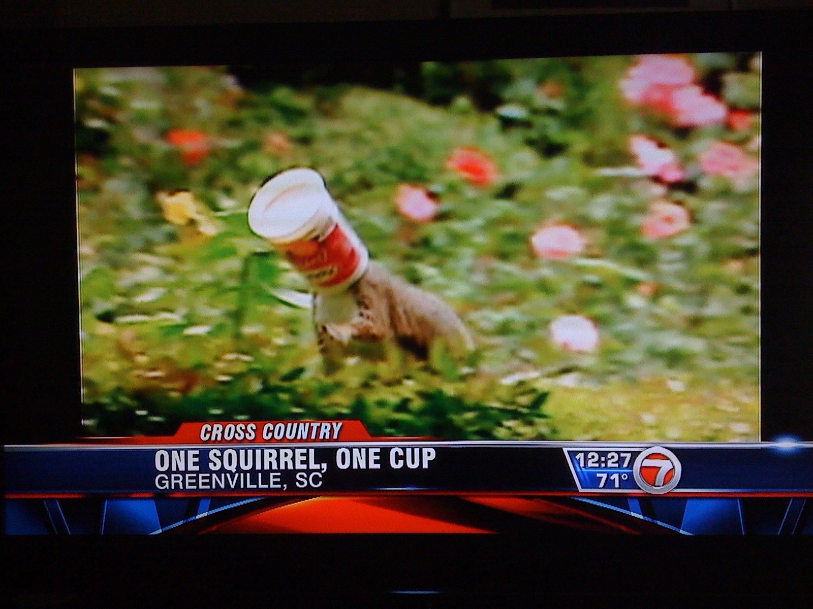One squirrel, one cup...