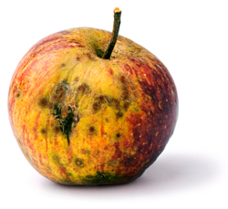 bad-apple