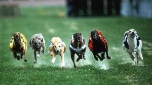 Dogs Racing for the prize
