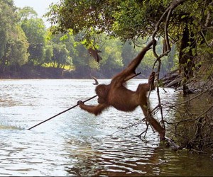 Orangutan Fishing
