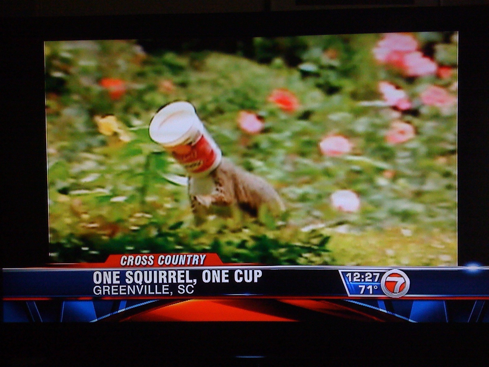 One squirrel, One cup