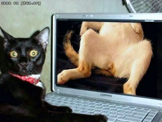 Cat got caught in the act (NSFW)