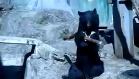 Ninja Bear! Maybe one of the strangest things i’ve seen.