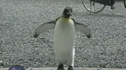 I can’t get enough of this pet penguin in Japan…he has his own penguin backpack!!