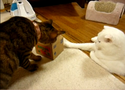 Cat 1: Whoa! Cat 2: Meh..