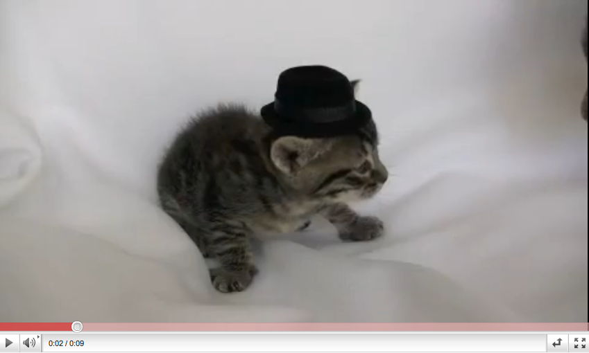 Cats, directors cut! Ahww..