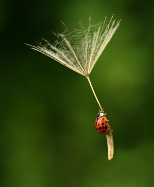 Friday, Insect Style