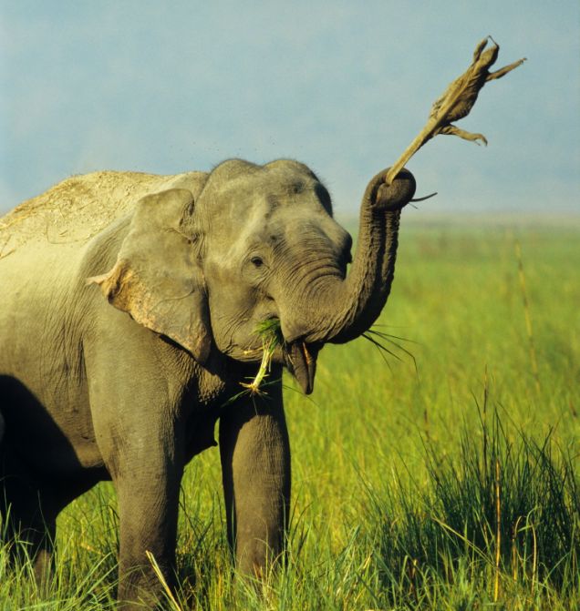 Elephant Shot Put