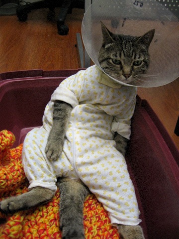 The Most Awesome Cat Photo of the Year