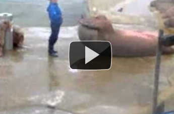 A sea lion doing sit ups. I kid you not.