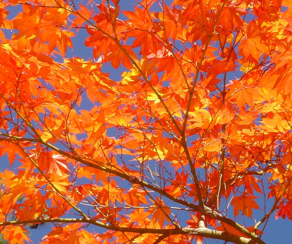 When Entrepreneurs Give Back: LivePerson’s FeedingNYC To Deliver 8,000 Thanksgiving Meals Tomorrow ...