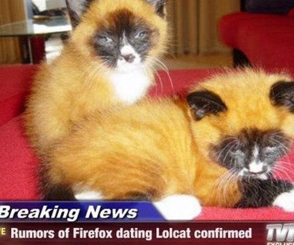 Breaking News: Rumors of Firefox dating Lolcat confirmed