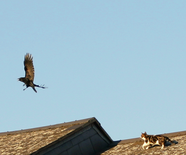 The most awesome crow/crow/cat/cat fight you’ve ever seen