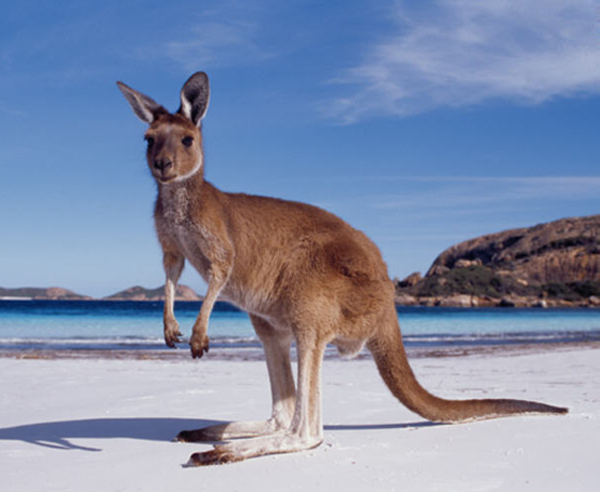 3 Things Facebook Tells Us About Australian Consumers