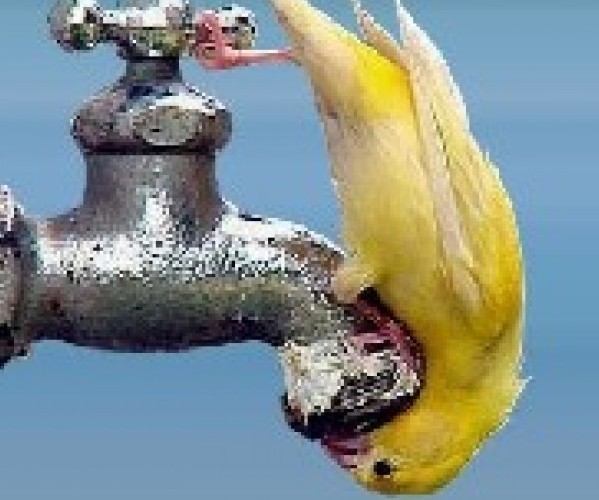 Twitter speed have you in a pickle? Slow it down on your iOS device with Trickle.