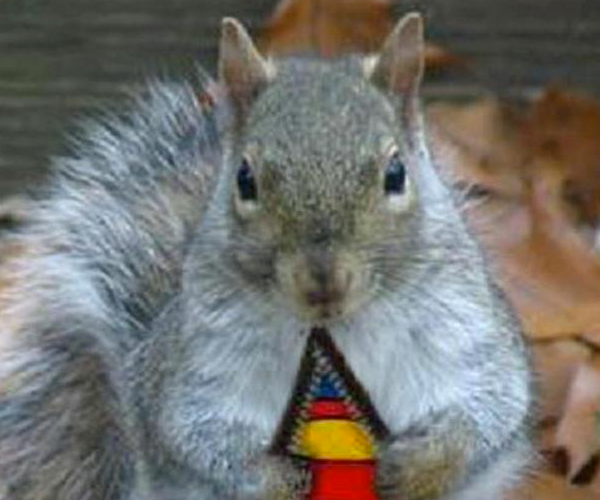 How Not To Video a Squirrel