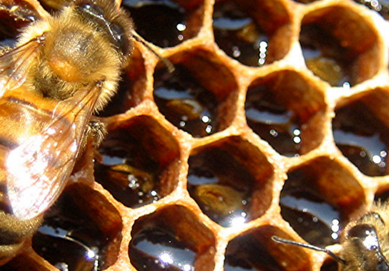 The Honeycomb statue arrives at Google’s Android HQ