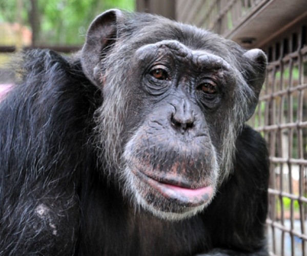 Pocket Zoo for iPhone. An app anyone will go ape for