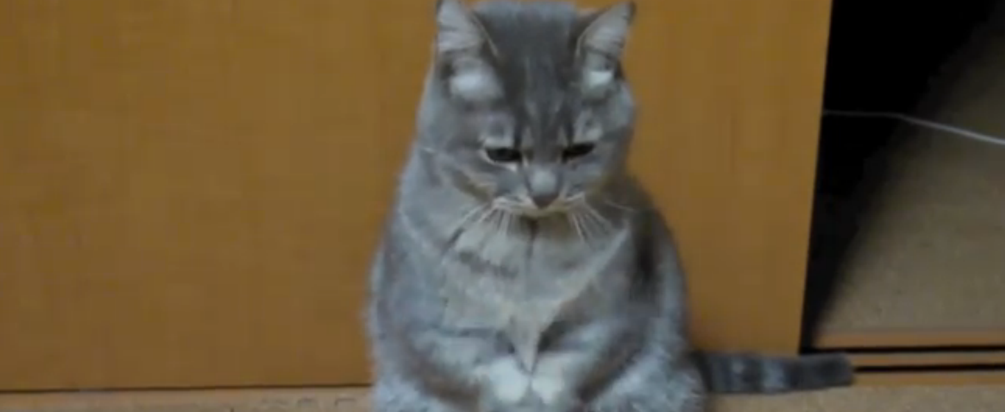 You HAVE to see the begging cat
