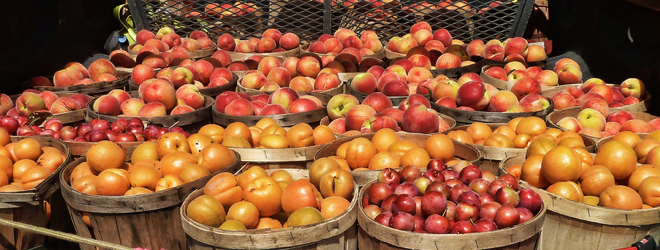 Learn to love what you eat with Foodia