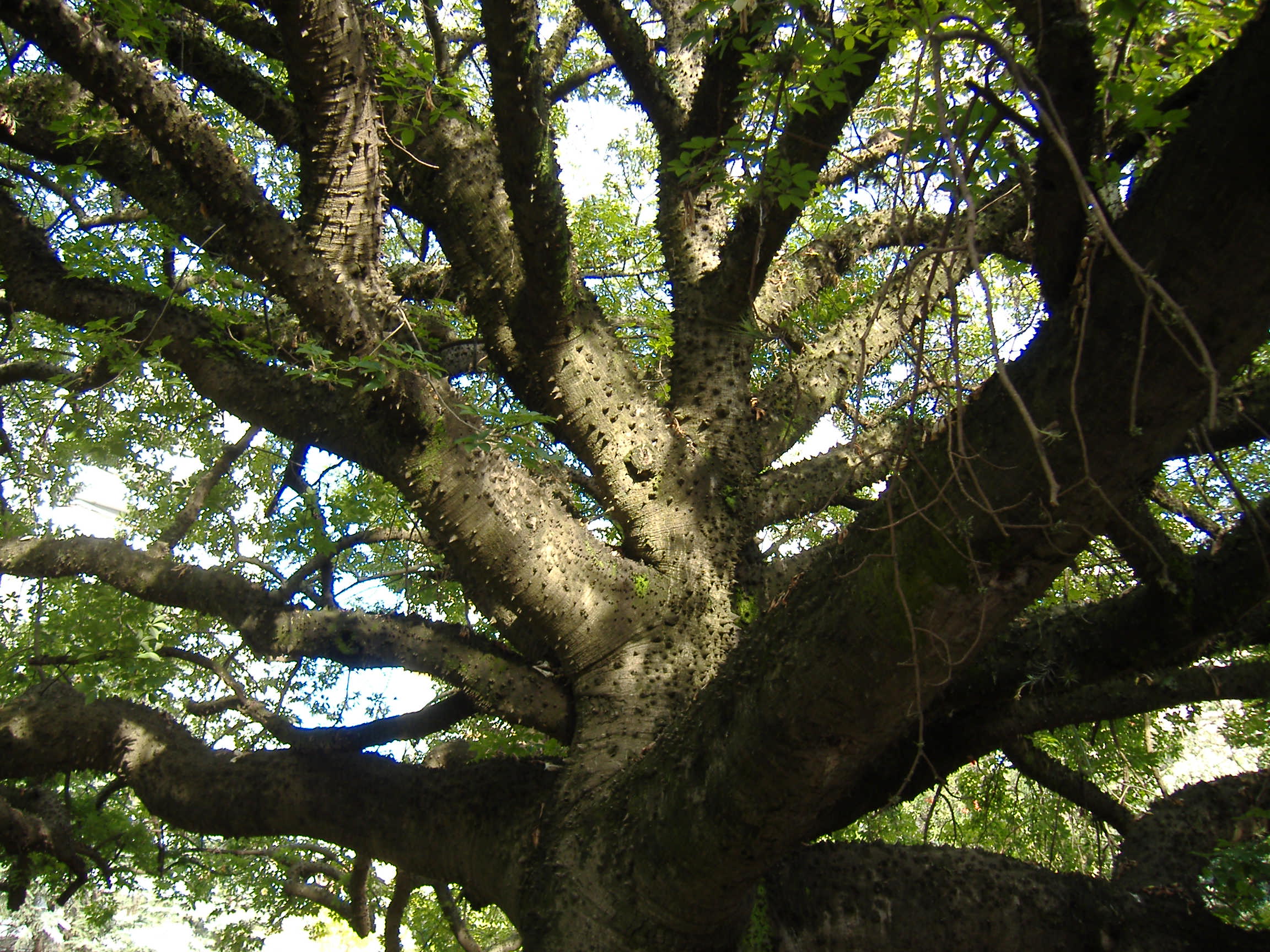BranchOut: A young pretender or a serious contender in the Linkedin game?