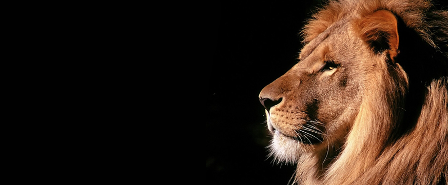 TNW Review: OS X Lion