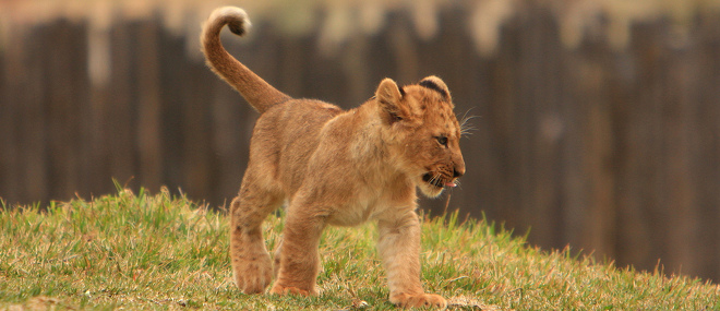 What’s new in Apple OS X Lion
