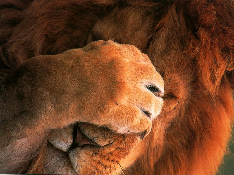 Handy tips and tricks for OS X Lion