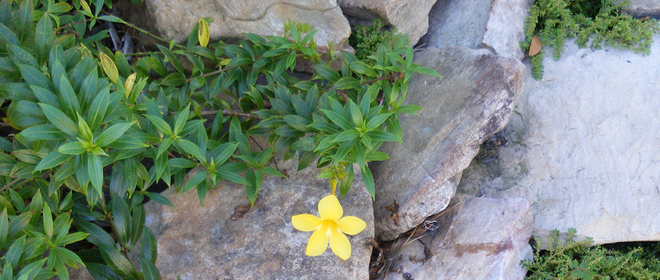 Google’s Photovine now available for iOS, but Disco group messaging app for Android disappears