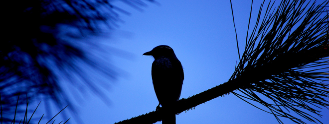 Twitter announces 1 million registered apps, introduces developer site