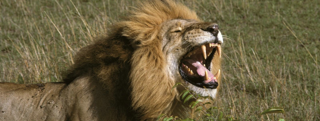 Top 10 coolest features of OS X Lion
