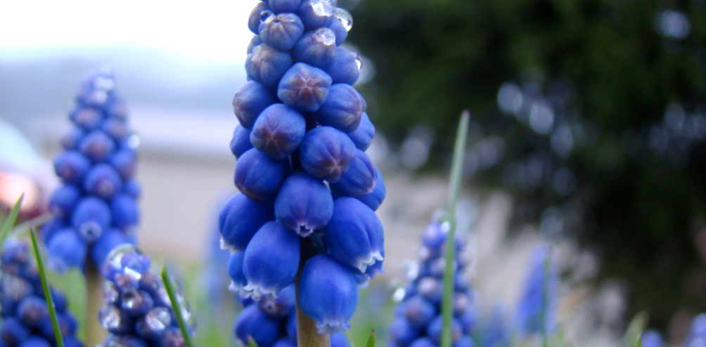 Turn your Linkedin profile into a sweet infographic with Vizualize.me