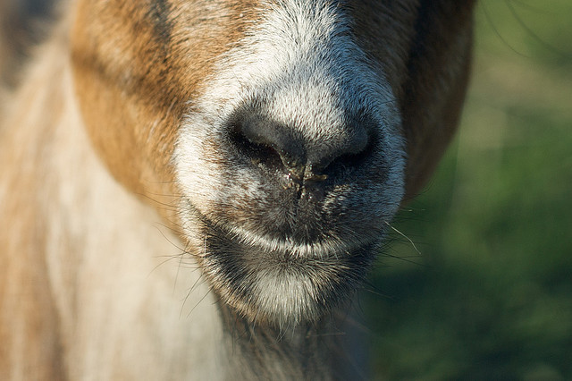 If Craigslist benefited charity, you would have the Social Good site KarmaGoat