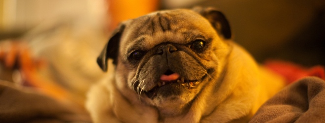 Poopons turns doggy do into coupons. Would you download it if it was real?