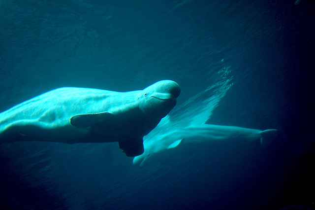 Beluga is officially shutting down, Facebook Messenger now the top free app